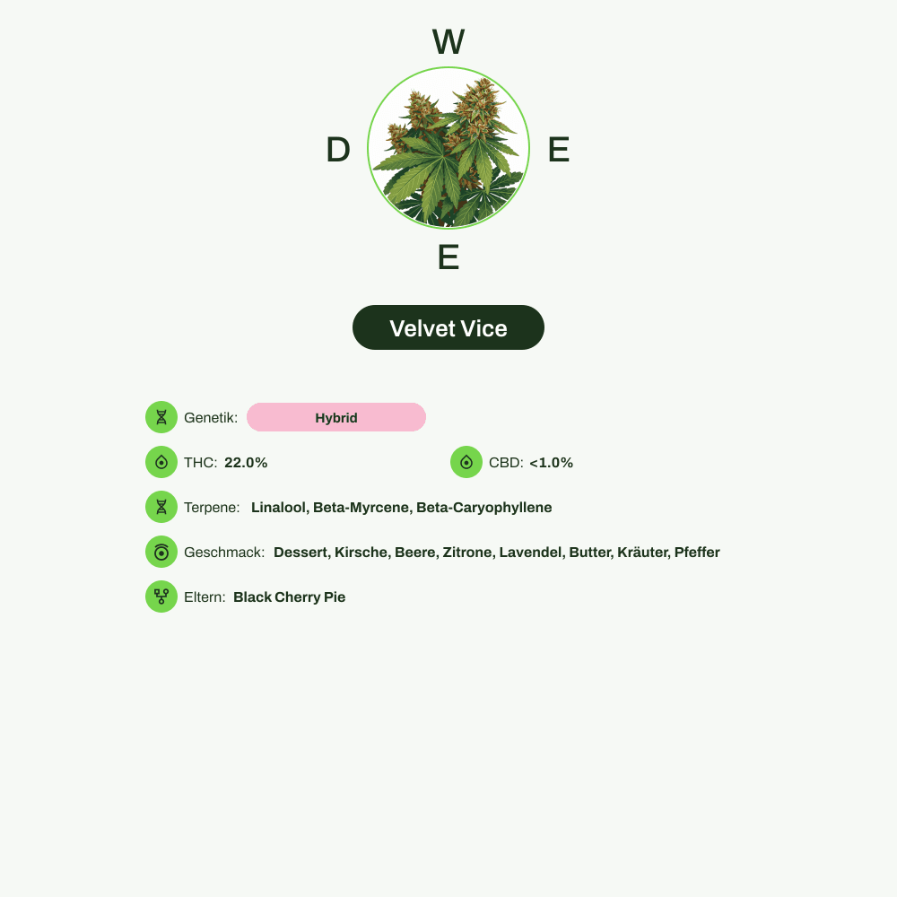Infografik über THC-Gehalt, CBD-Gehalt, Terpene, Wirkungen, Geschmack von Velvet Vice