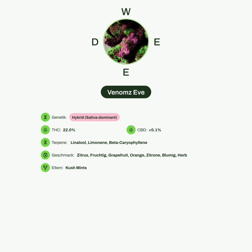 Infografik über THC-Gehalt, CBD-Gehalt, Terpene, Wirkungen, Geschmack von Venomz Eve