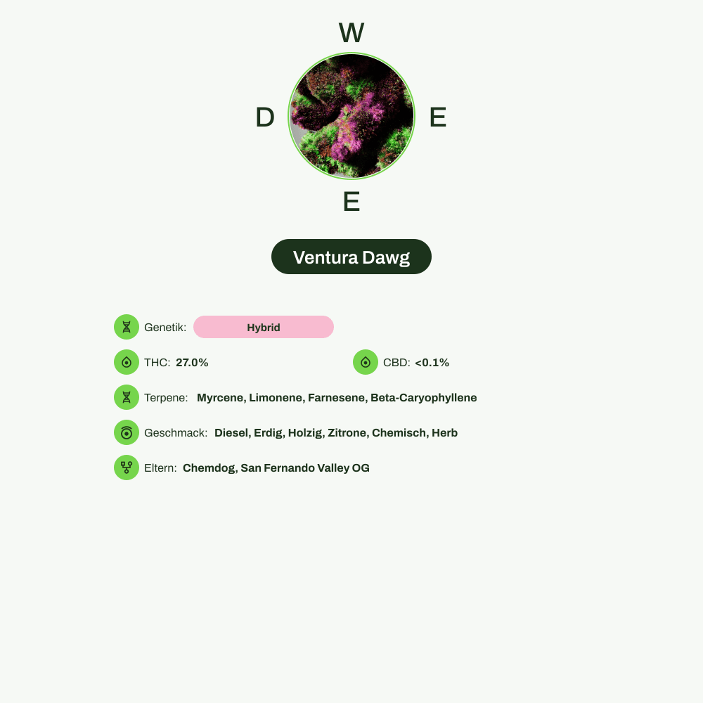 Infografik über THC-Gehalt, CBD-Gehalt, Terpene, Wirkungen, Geschmack von Ventura Dawg