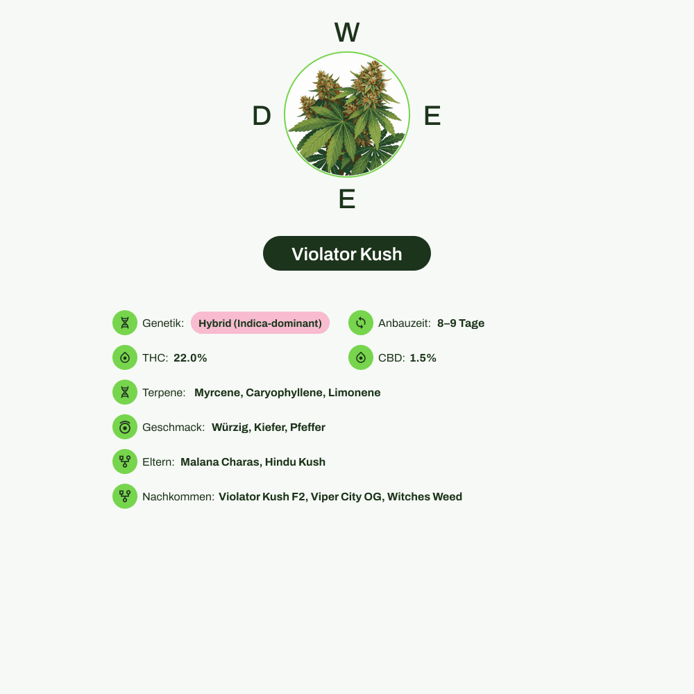 Infografik über THC-Gehalt, CBD-Gehalt, Terpene, Wirkungen, Geschmack von Violator Kush