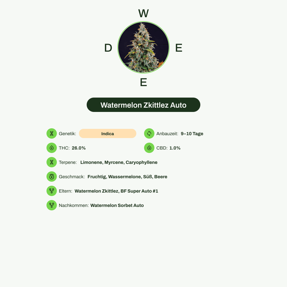 Infografik über THC-Gehalt, CBD-Gehalt, Terpene, Wirkungen, Geschmack von Watermelon Zkittlez Auto