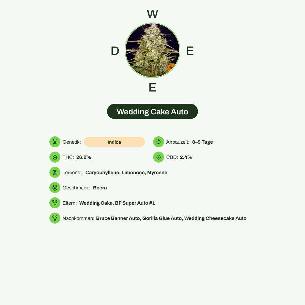 Infografik über THC-Gehalt, CBD-Gehalt, Terpene, Wirkungen, Geschmack von Wedding Cake Auto
