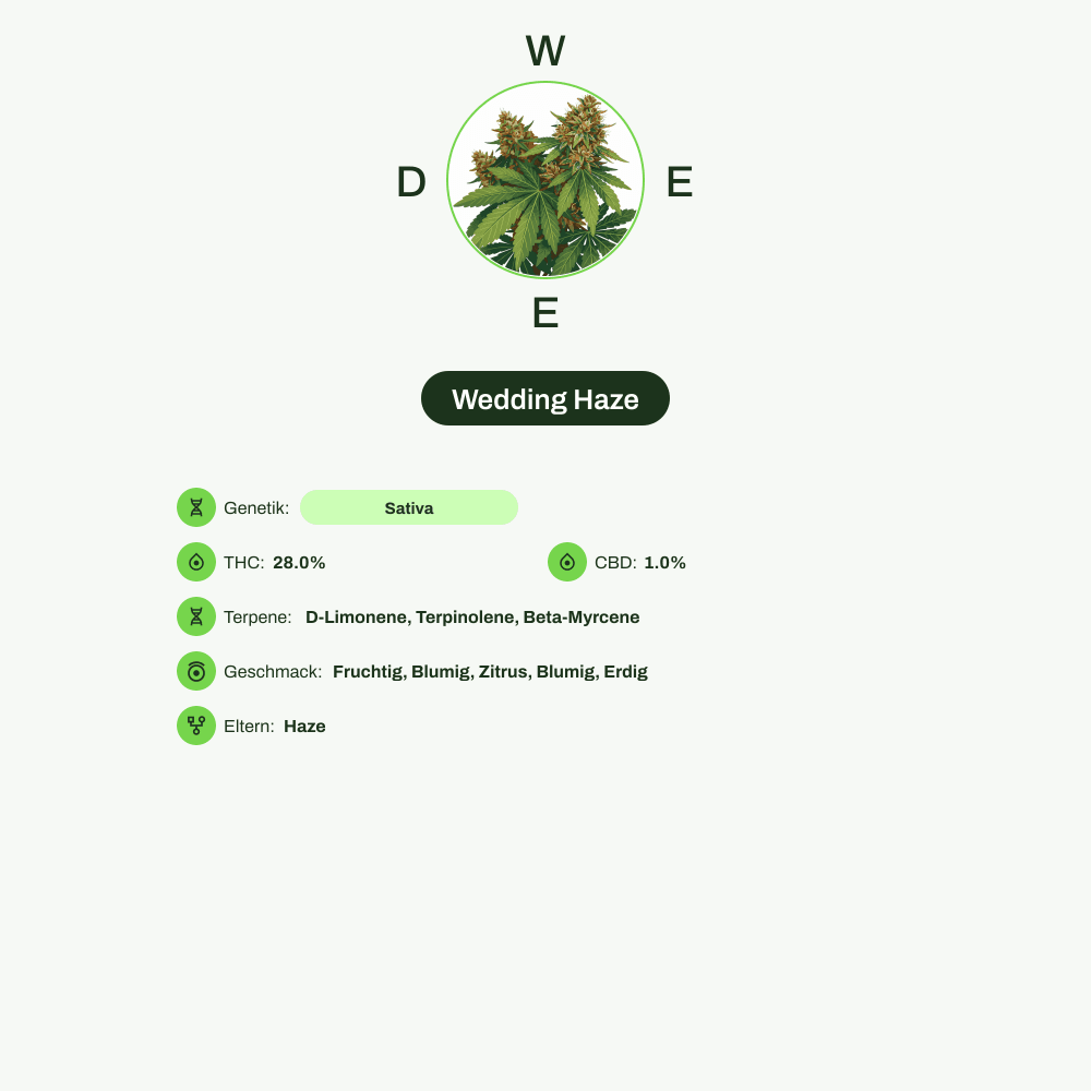 Infografik über THC-Gehalt, CBD-Gehalt, Terpene, Wirkungen, Geschmack von Wedding Haze