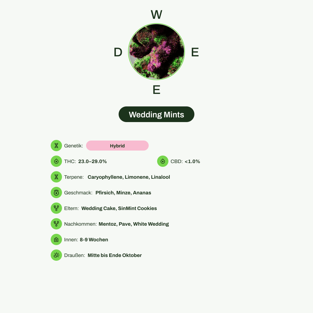 Infografik über THC-Gehalt, CBD-Gehalt, Terpene, Wirkungen, Geschmack von Wedding Mints