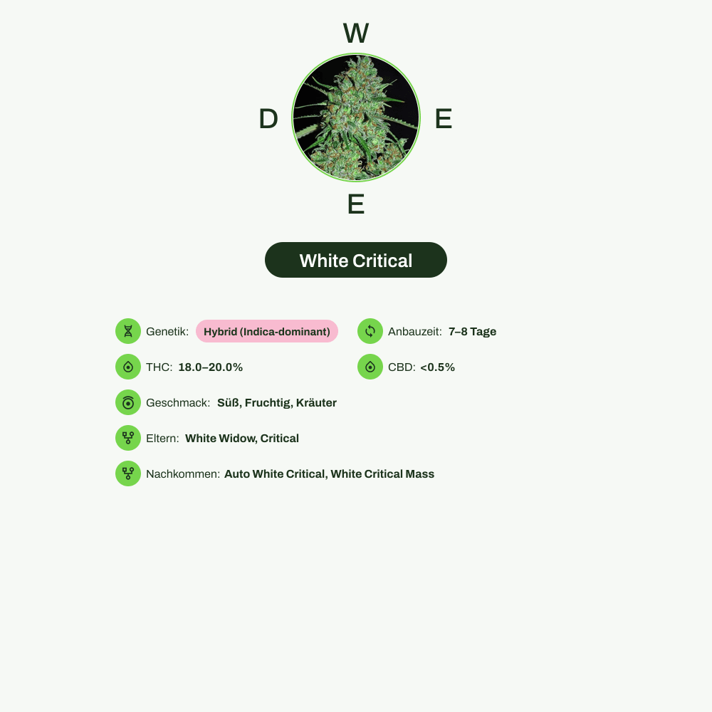 Infografik über THC-Gehalt, CBD-Gehalt, Wirkungen, Geschmack von White Critical