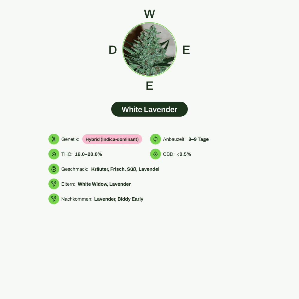 Infografik über THC-Gehalt, CBD-Gehalt, Wirkungen, Geschmack von White Lavender