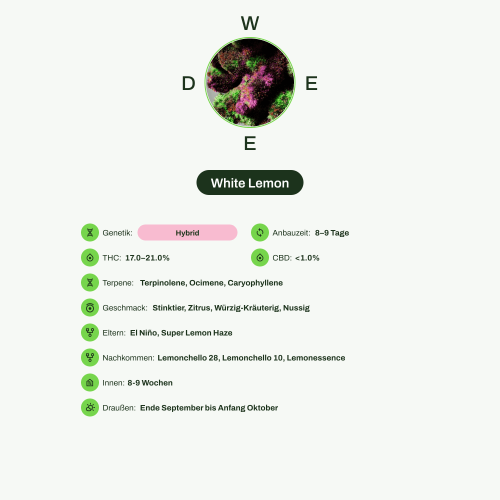 Infografik über THC-Gehalt, CBD-Gehalt, Terpene, Wirkungen, Geschmack von White Lemon