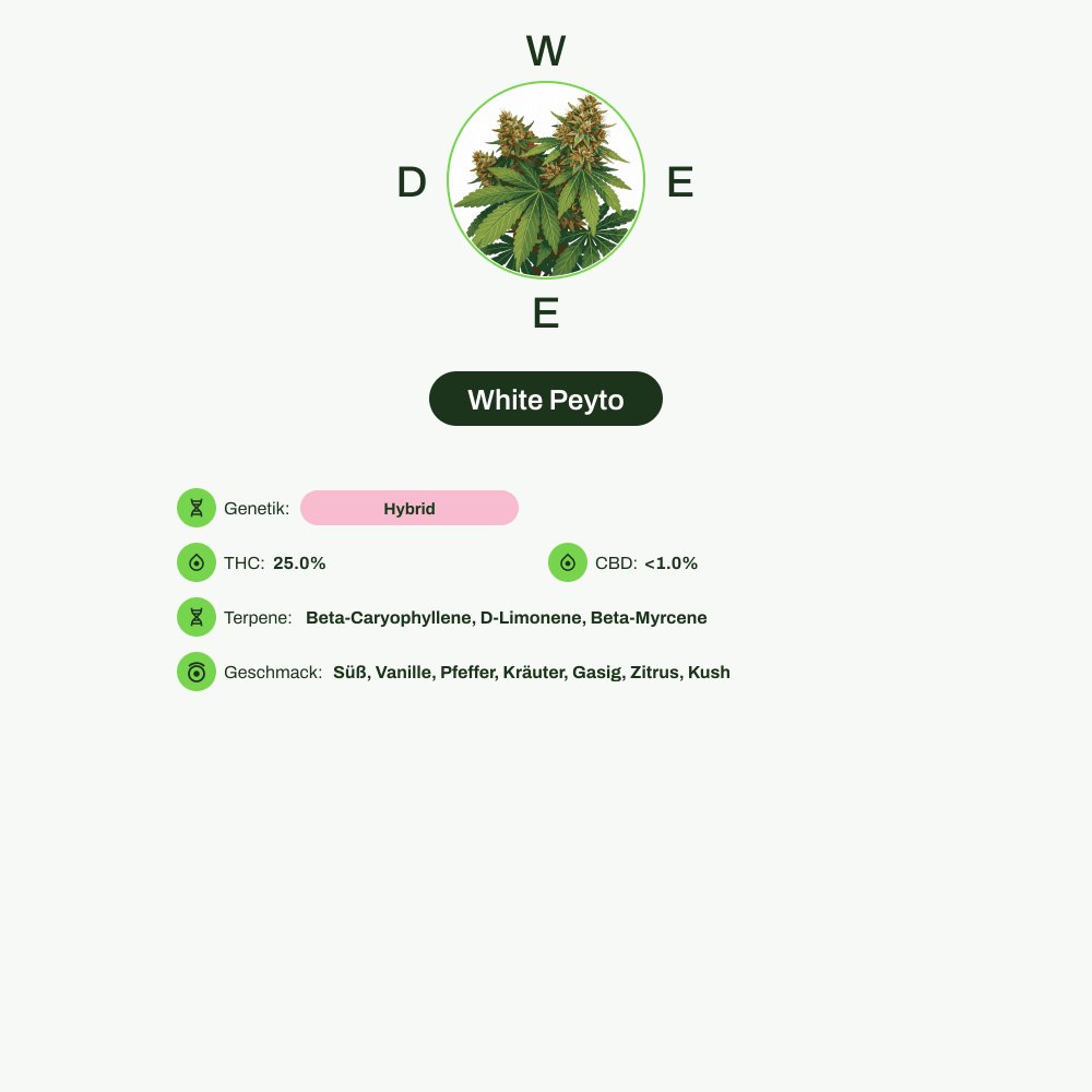 Infografik über THC-Gehalt, CBD-Gehalt, Terpene, Wirkungen, Geschmack von White Peyto