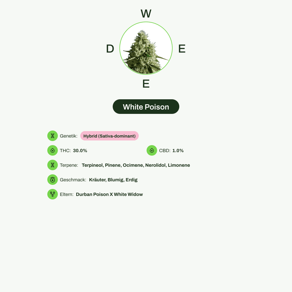 Infografik über THC-Gehalt, CBD-Gehalt, Terpene, Wirkungen, Geschmack von White Poison