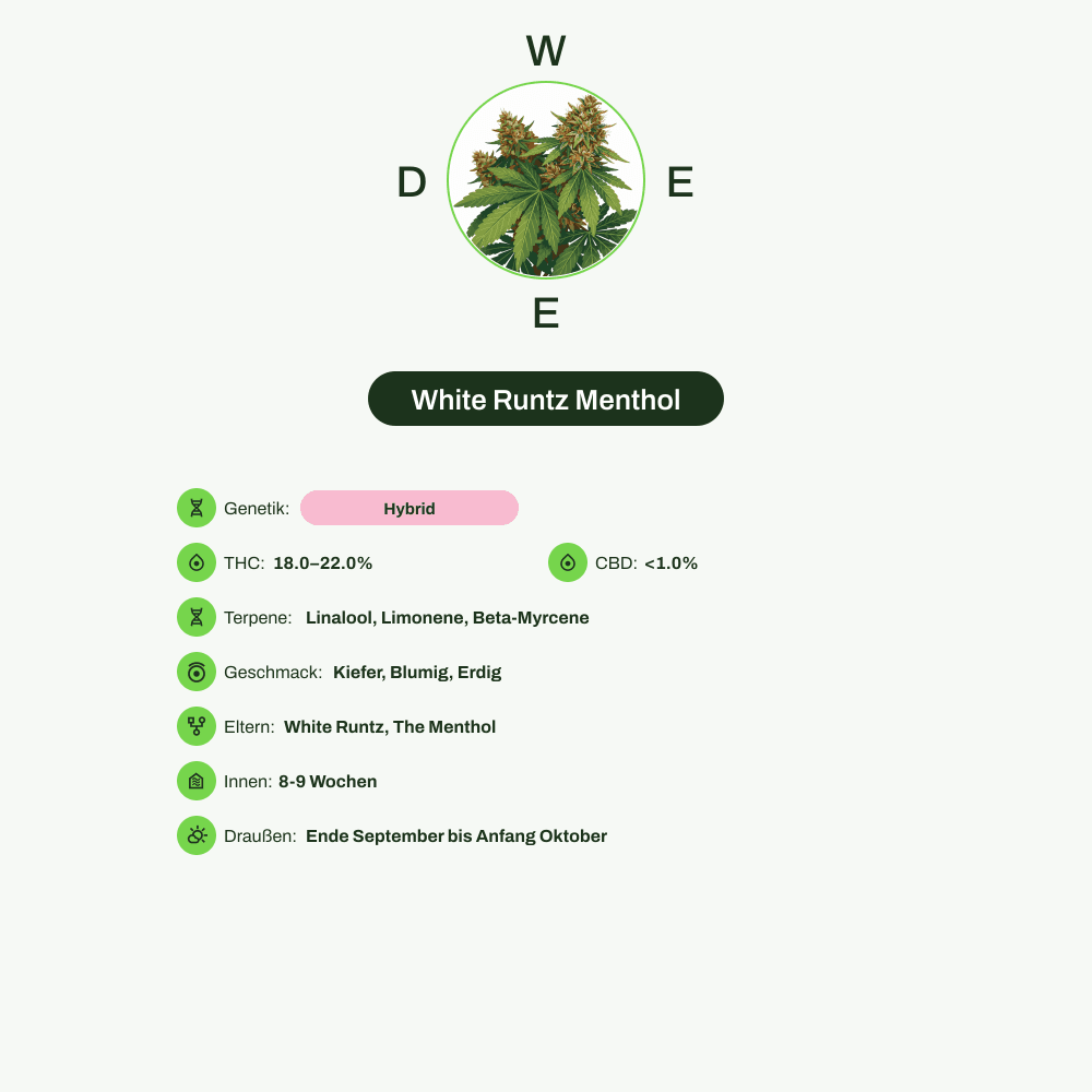 Infografik über THC-Gehalt, CBD-Gehalt, Terpene, Wirkungen, Geschmack von White Runtz Menthol