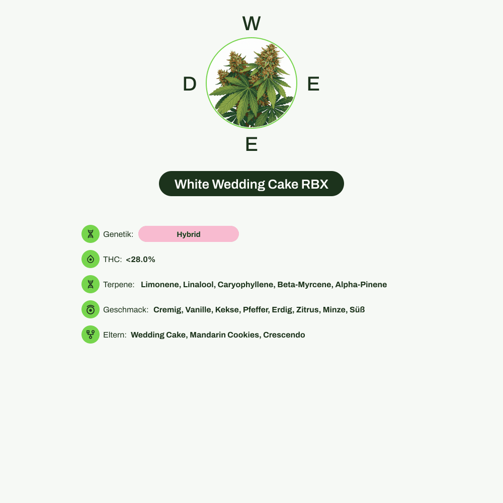 Infografik über THC-Gehalt, CBD-Gehalt, Terpene, Wirkungen, Geschmack von White Wedding Cake RBX