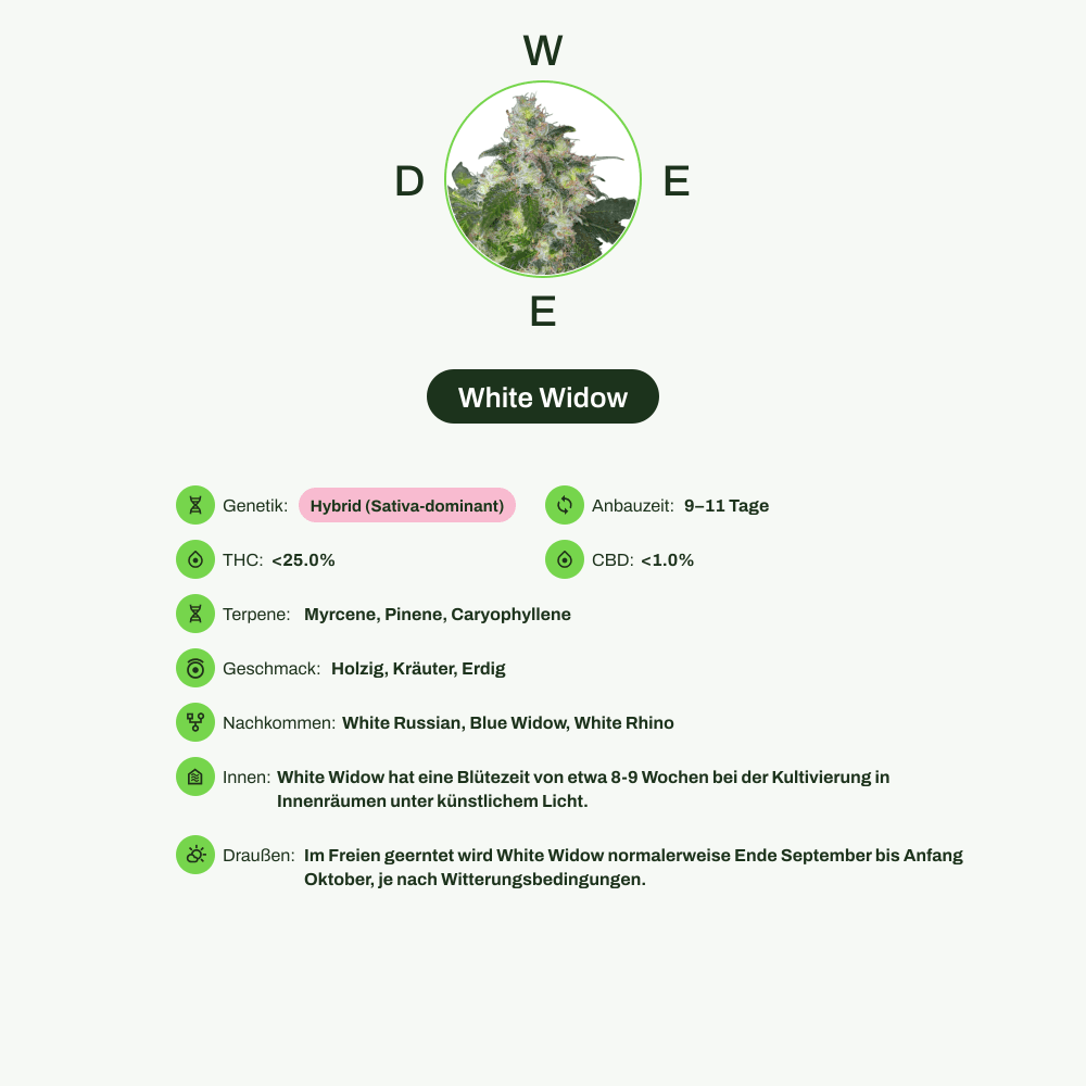 Infografik über THC-Gehalt, CBD-Gehalt, Terpene, Wirkungen, Geschmack von White Widow