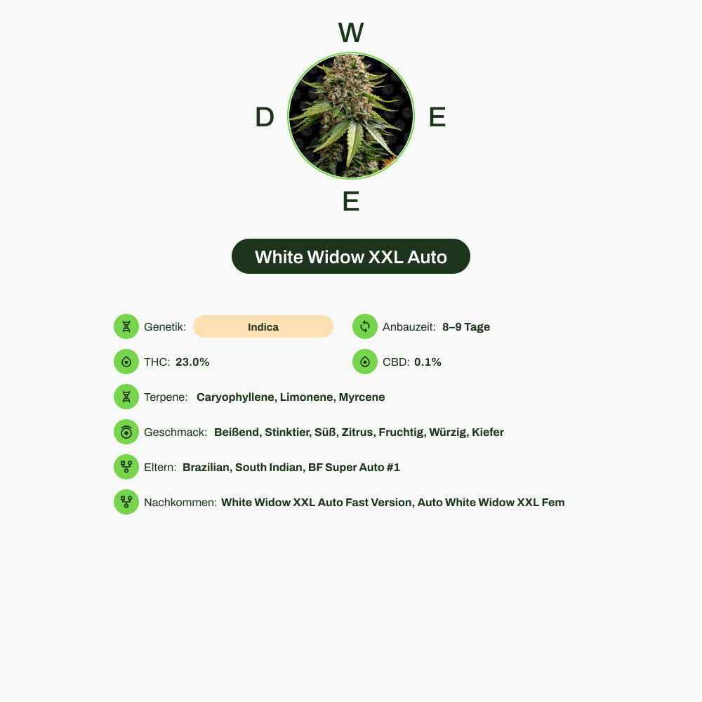 Infografik über THC-Gehalt, CBD-Gehalt, Terpene, Wirkungen, Geschmack von White Widow XXL Auto