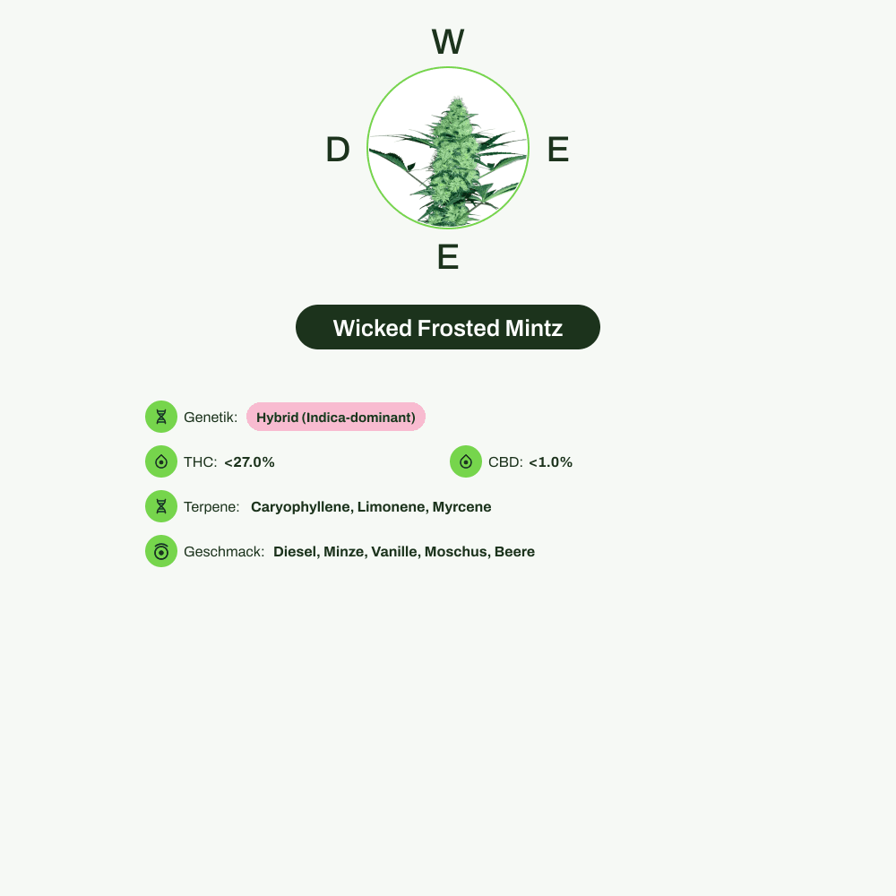 Infografik über THC-Gehalt, CBD-Gehalt, Terpene, Wirkungen, Geschmack von Wicked Frosted Mintz