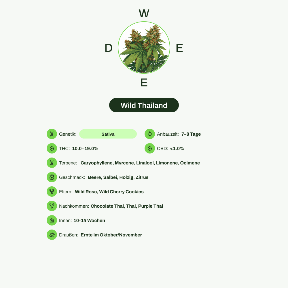 Infografik über THC-Gehalt, CBD-Gehalt, Terpene, Wirkungen, Geschmack von Wild Thailand
