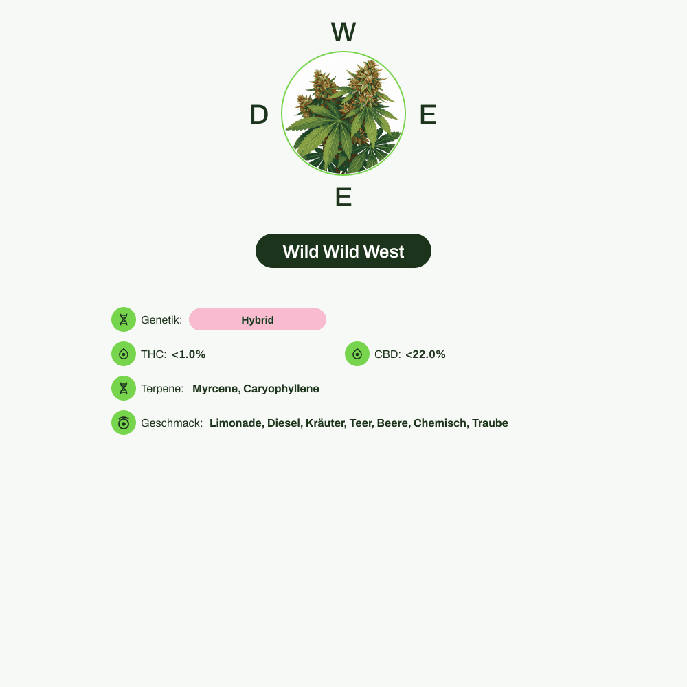 Infografik über THC-Gehalt, CBD-Gehalt, Terpene, Wirkungen, Geschmack von Wild Wild West