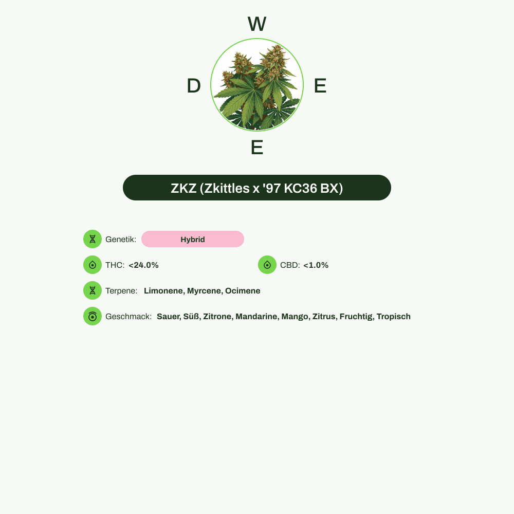 Infografik über THC-Gehalt, CBD-Gehalt, Terpene, Wirkungen, Geschmack von ZKZ (Zkittles x '97 KC36 BX)