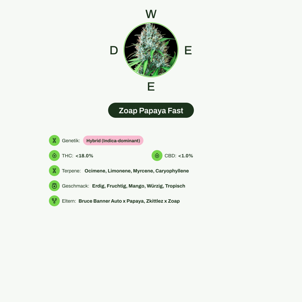 Infografik über THC-Gehalt, CBD-Gehalt, Terpene, Wirkungen, Geschmack von Zoap Papaya Fast