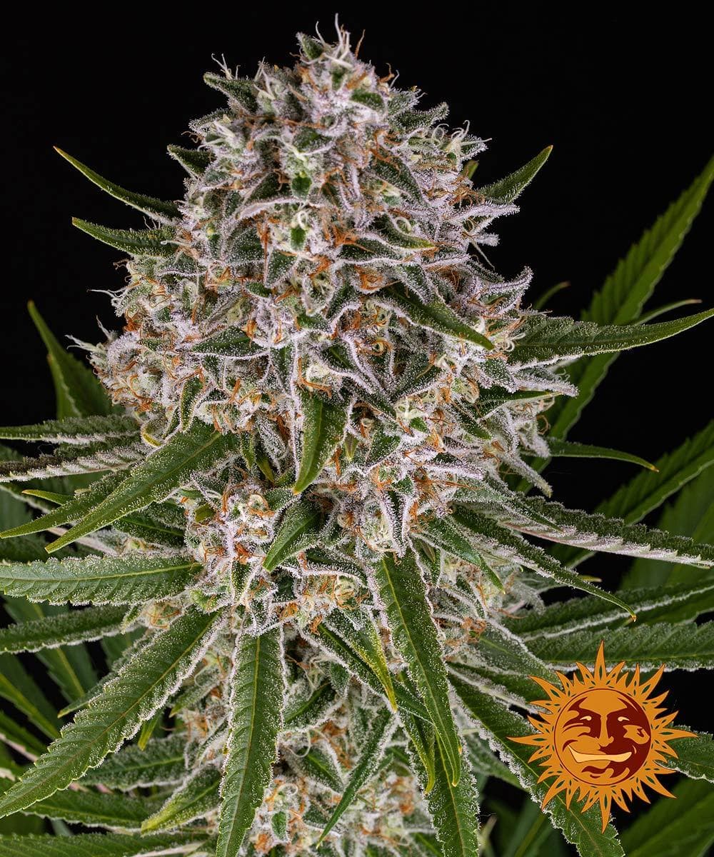 Jetzt ansehen Lemon Haze Auto