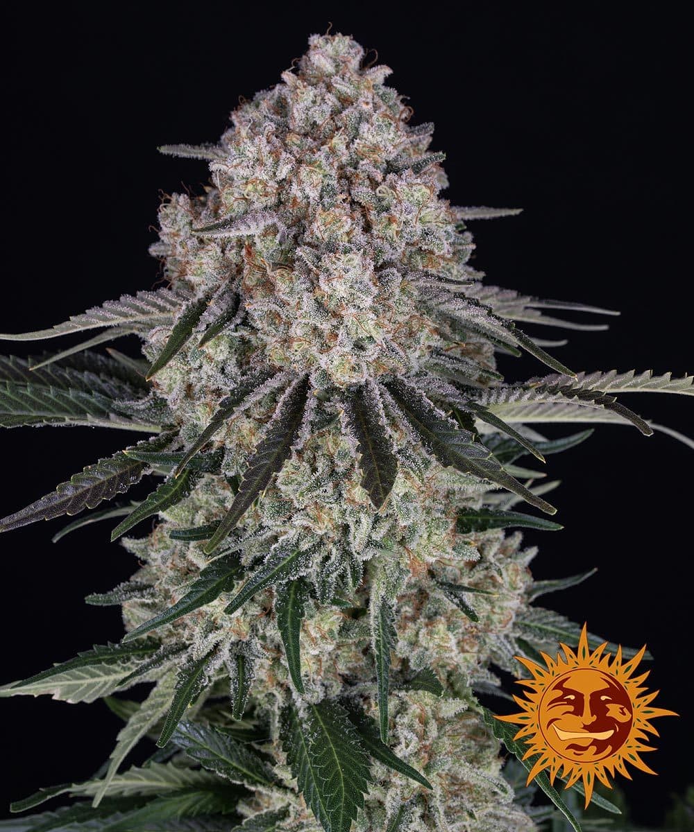 Jetzt ansehen Sour Diesel Auto