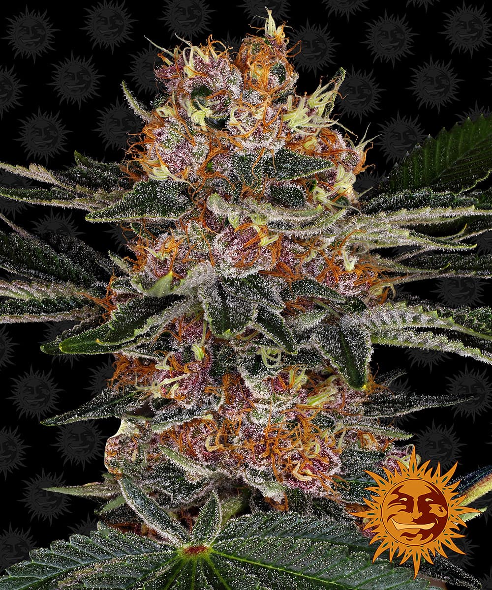 Jetzt ansehen Purple Punch Auto