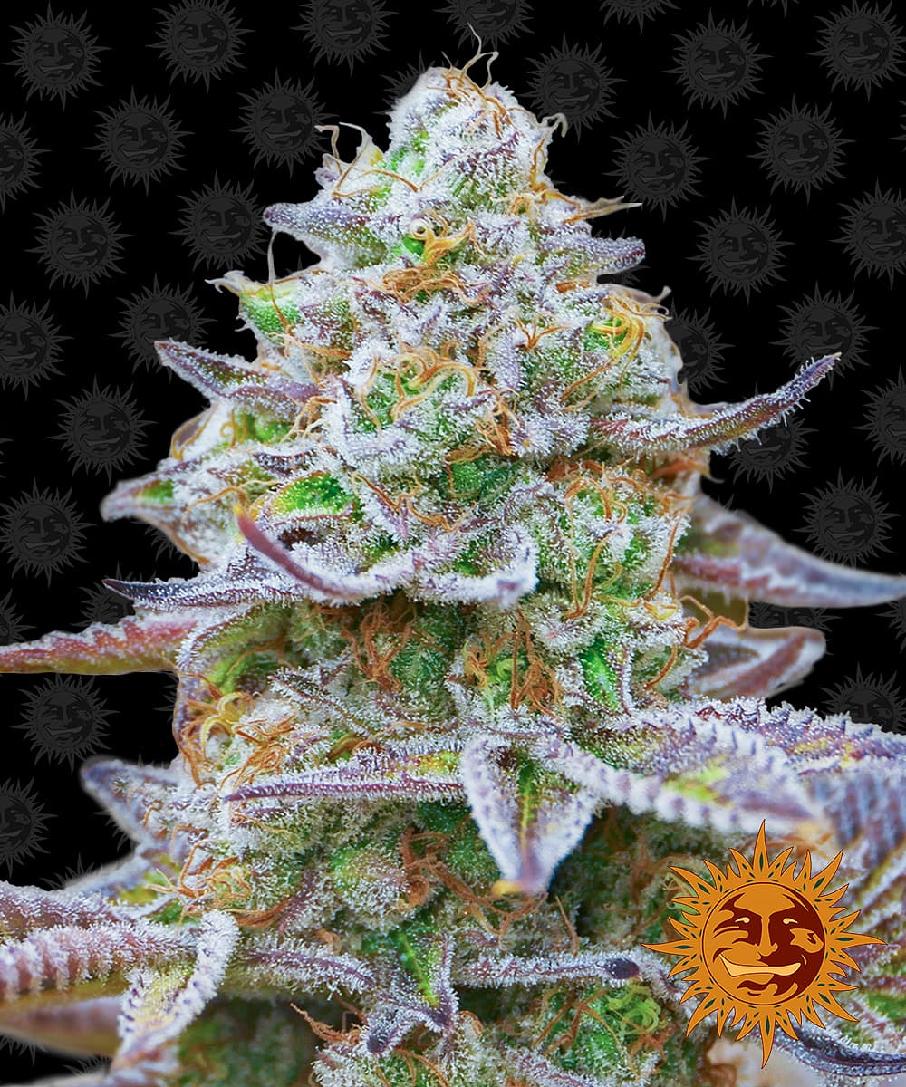 Jetzt ansehen Gorilla Zkittlez