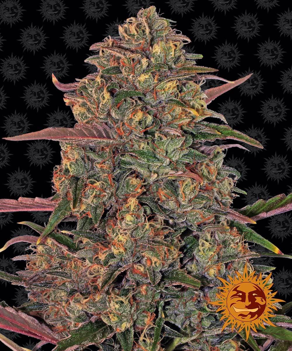 Jetzt ansehen Pineapple Chunk