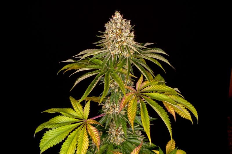 Kush Mintz