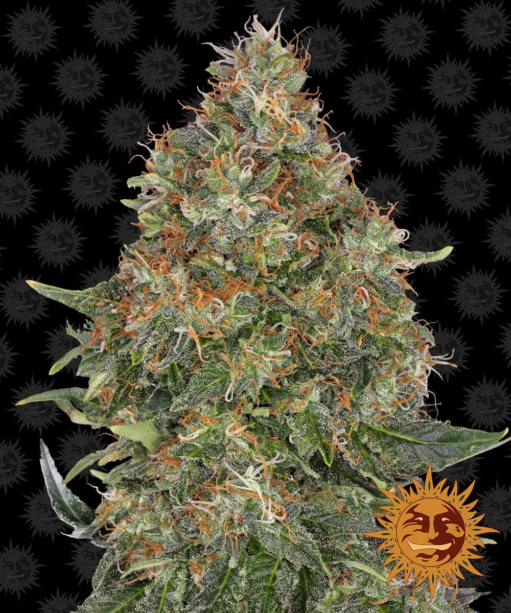 Jetzt ansehen Pineapple Express Auto