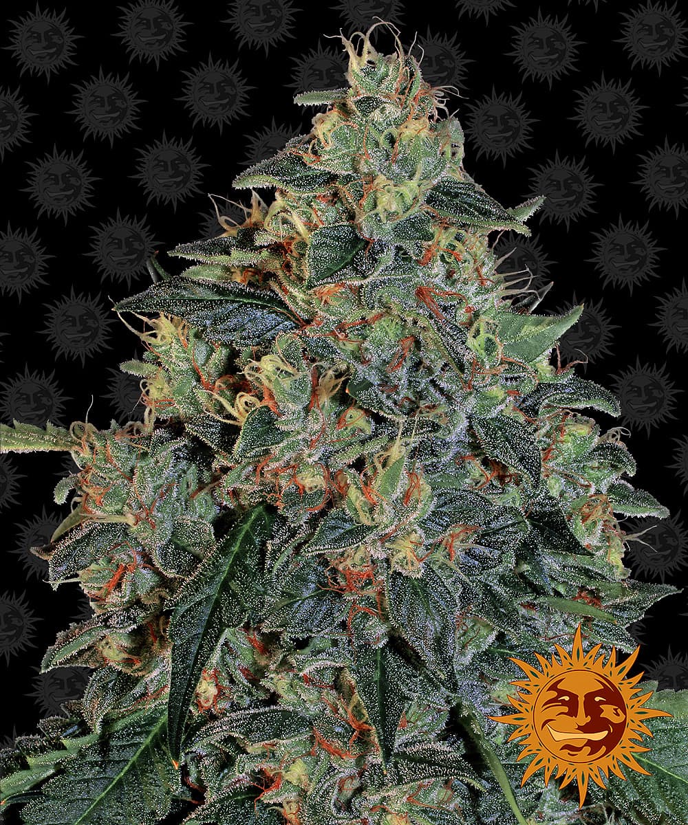 Jetzt ansehen Blueberry OG