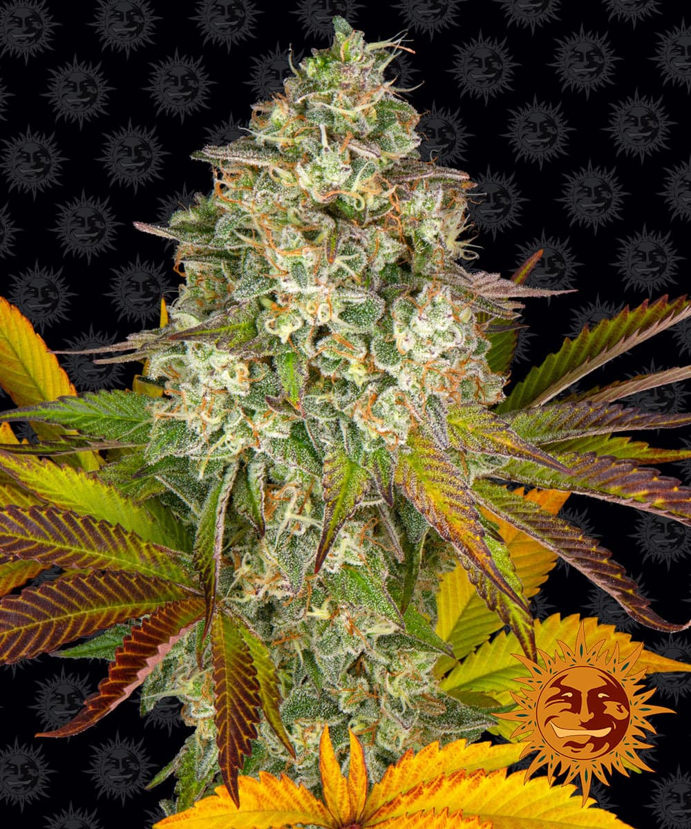 Jetzt ansehen Cookies Kush Auto