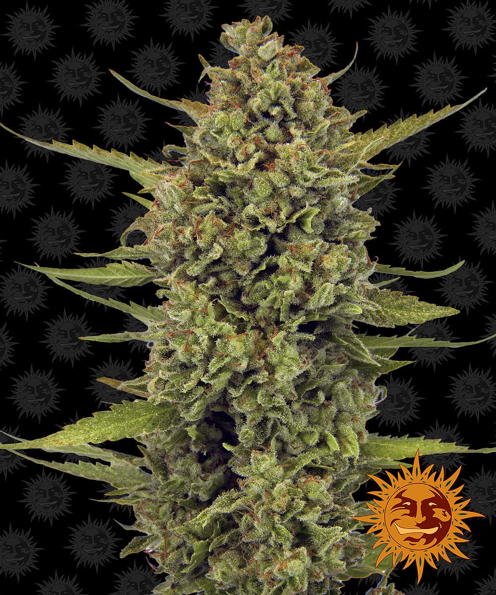 Jetzt ansehen Acapulco Gold