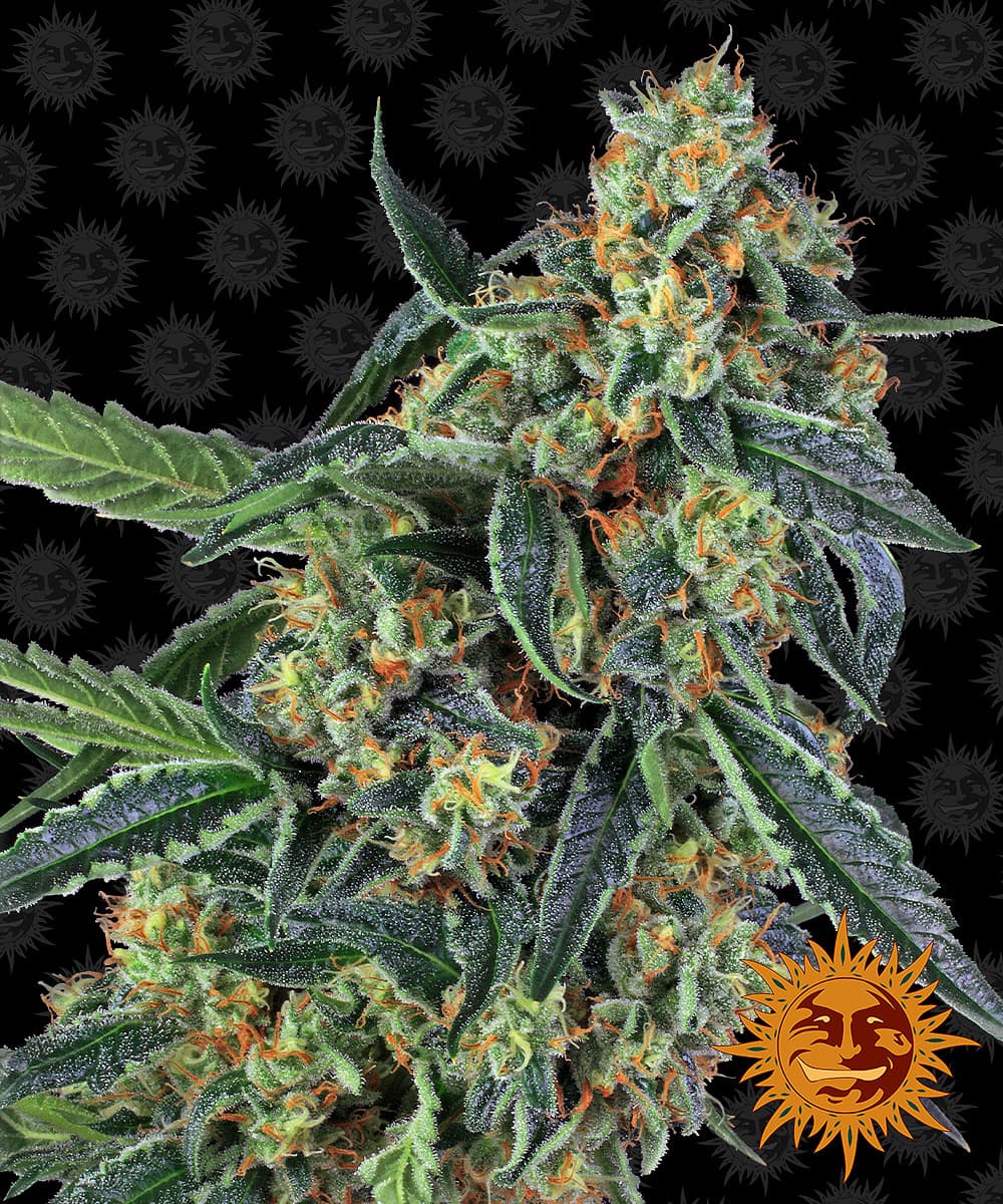 Jetzt ansehen Cookies Kush