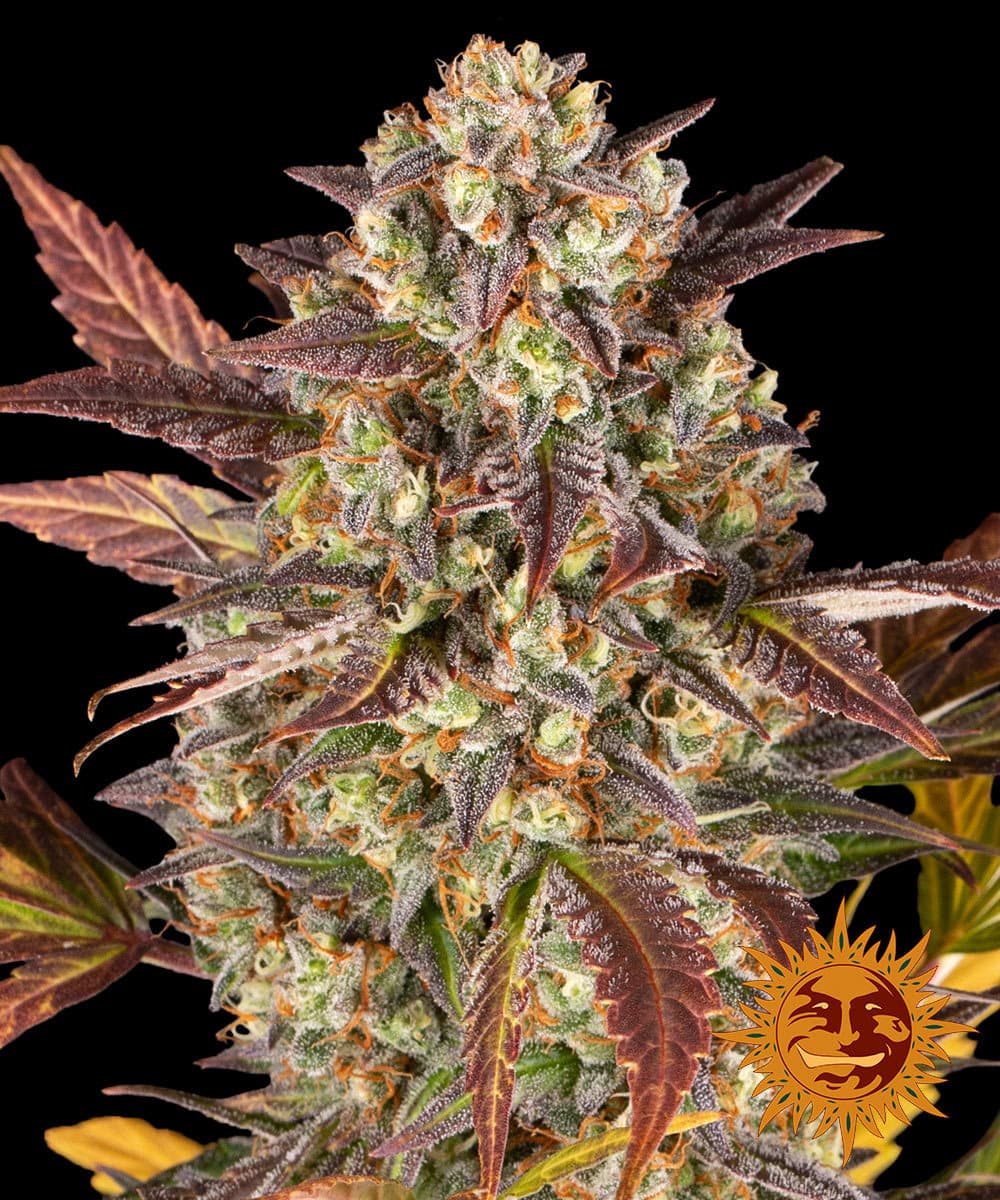 Jetzt ansehen Amnesia Haze Auto