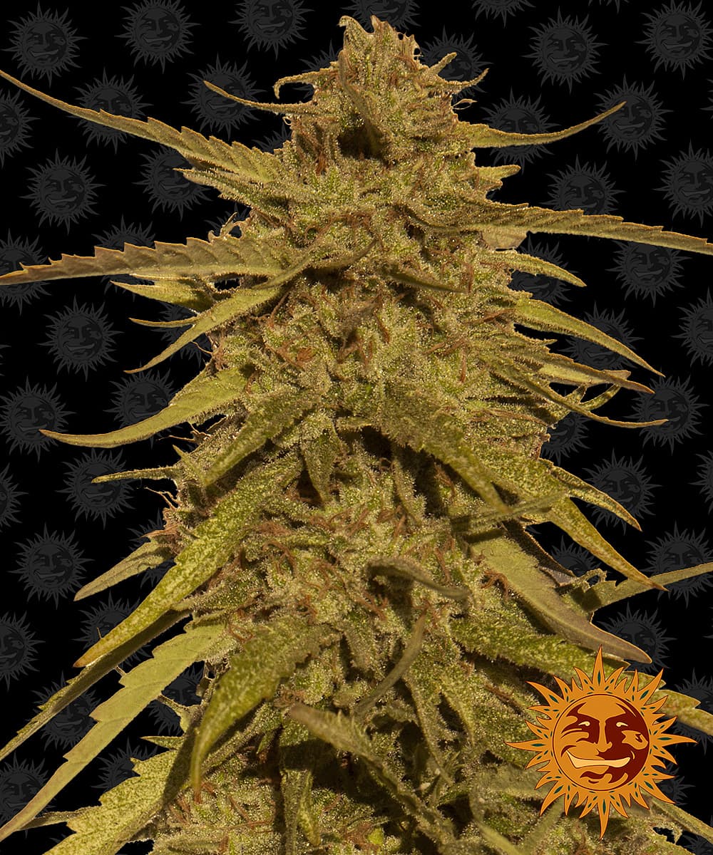 Jetzt ansehen Pineapple Haze - Regular