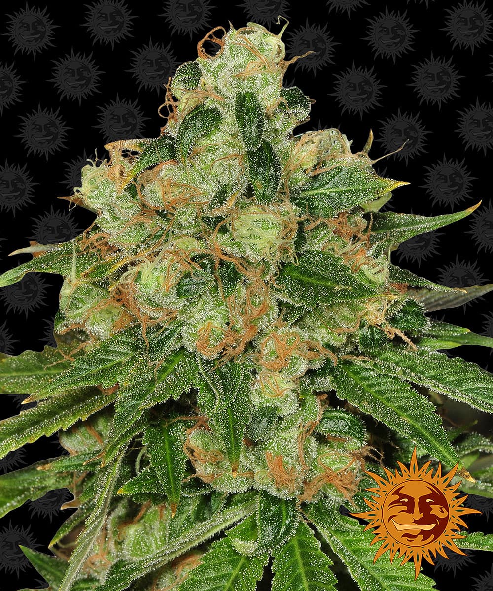 Jetzt ansehen CBD Caramel - Regular