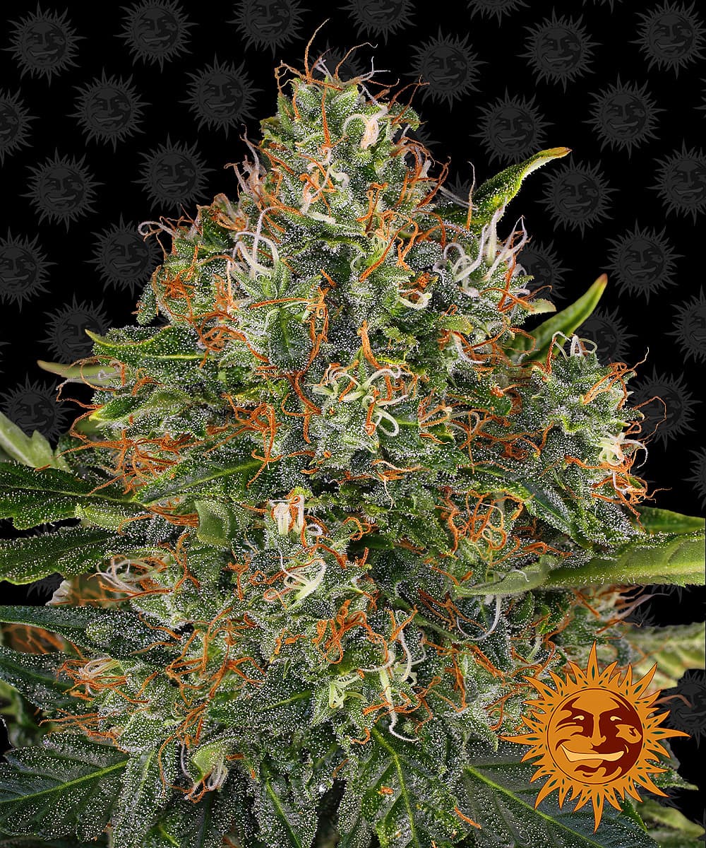 Jetzt ansehen G13 Haze - Regular