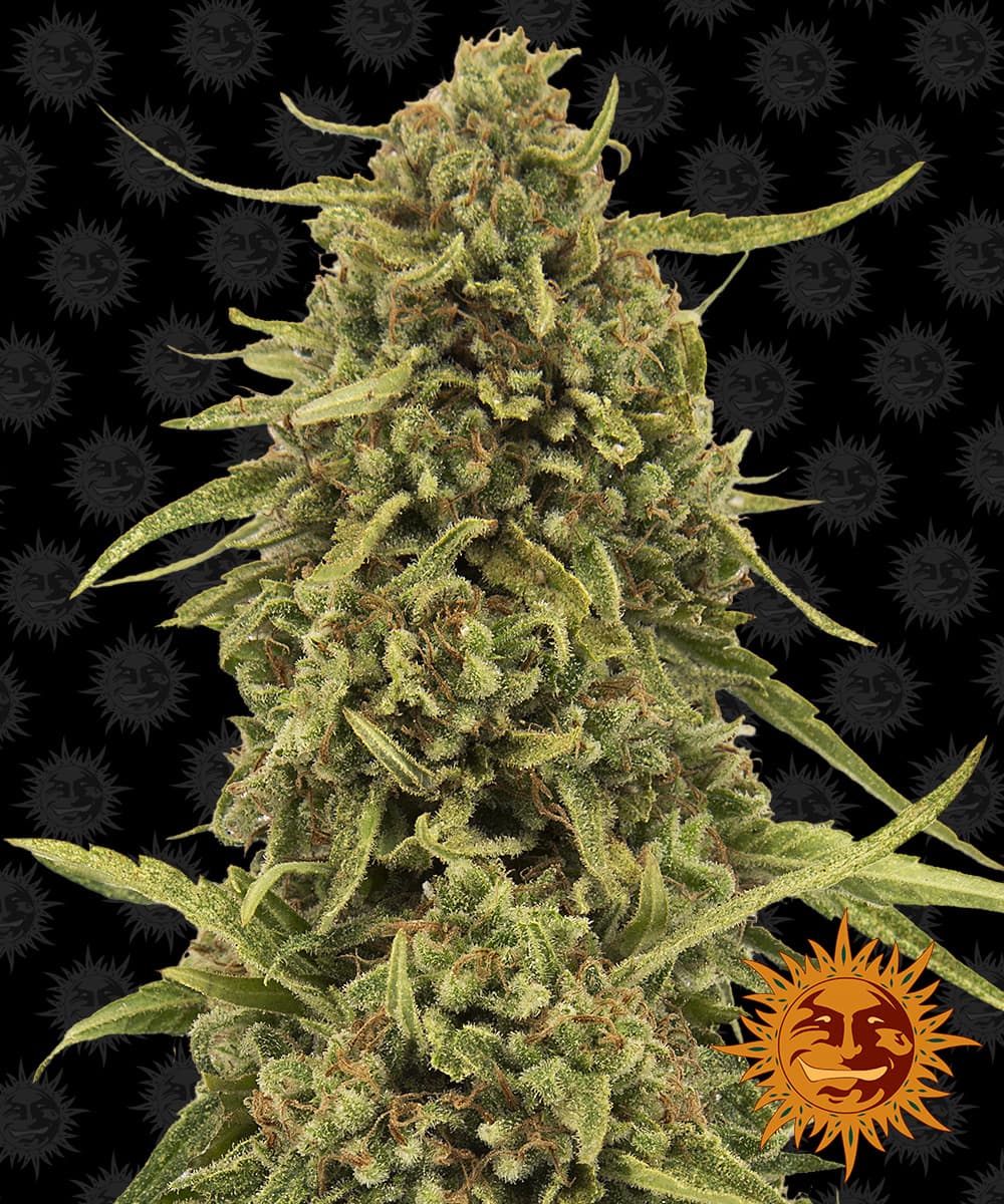 Jetzt ansehen Widow Remedy - Regular