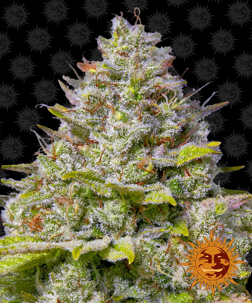 Jetzt ansehen Blue Gelato 41