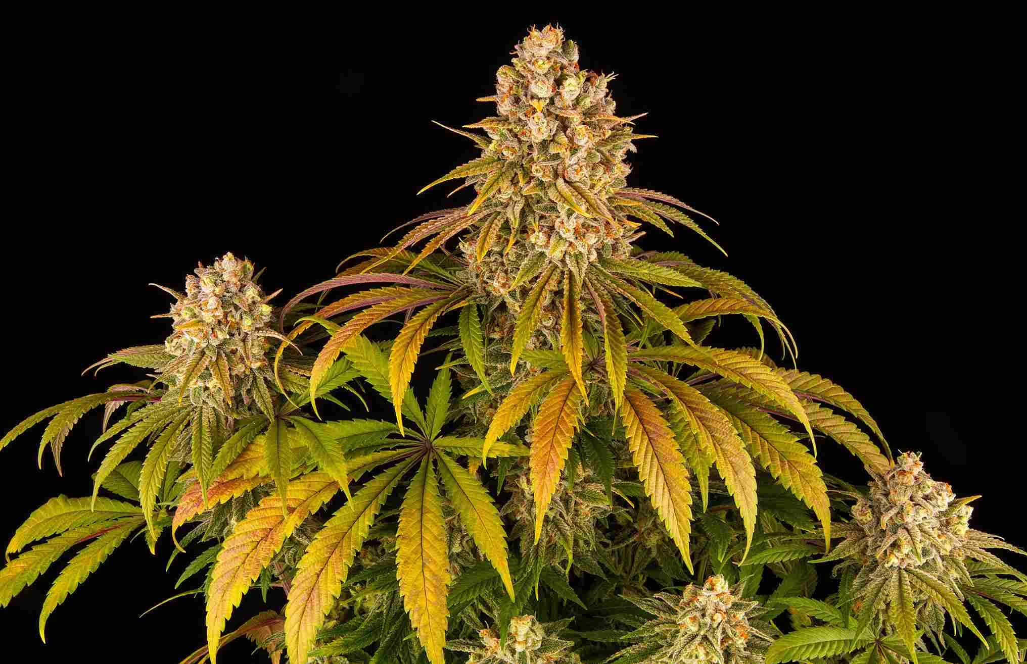 Lemon Tree