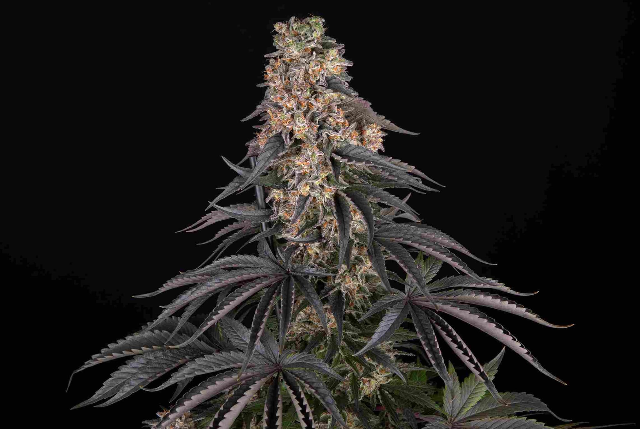 Girl Scout Cookies