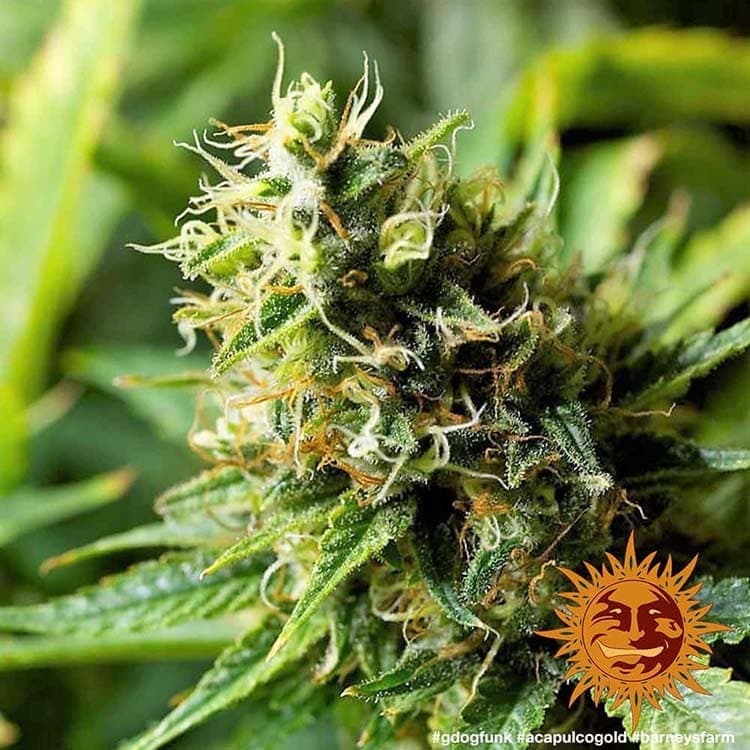 Acapulco Gold