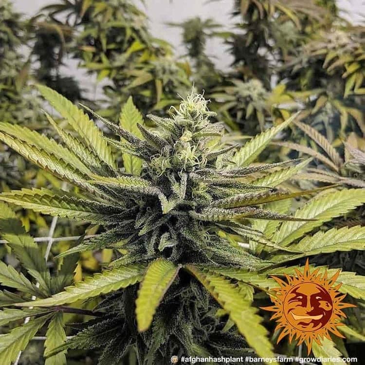 Cannabis der Sorte Afghan Hash Plant - Regular