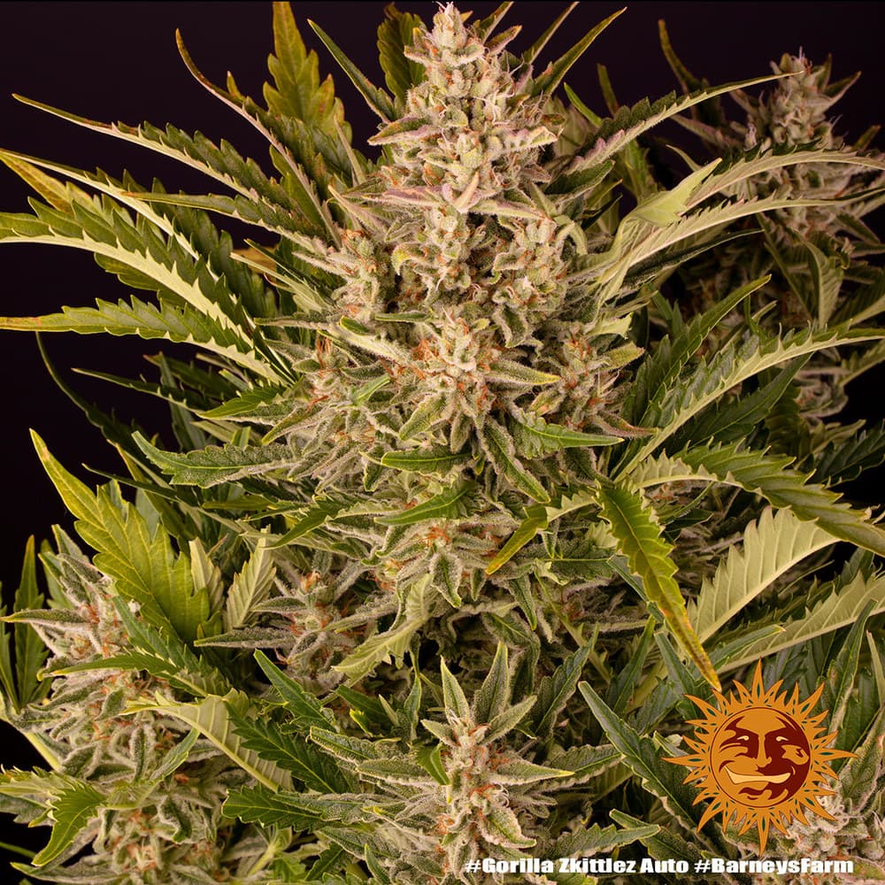 Cannabis der Sorte Gorilla Zkittlez Auto
