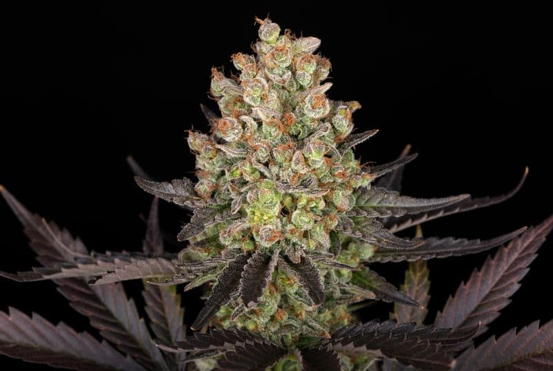 OG Kush Auto