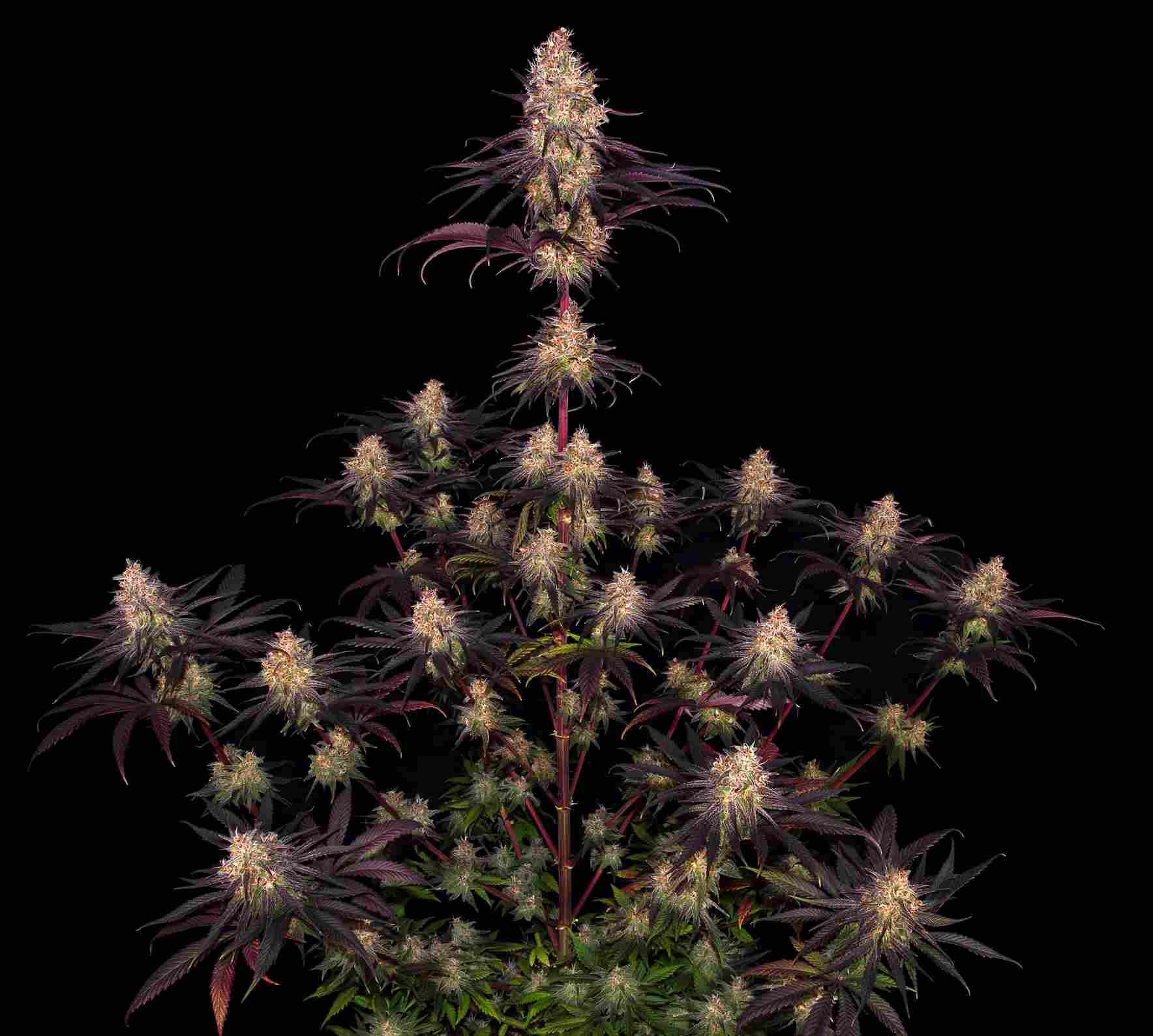 Ayahuasca Purple
