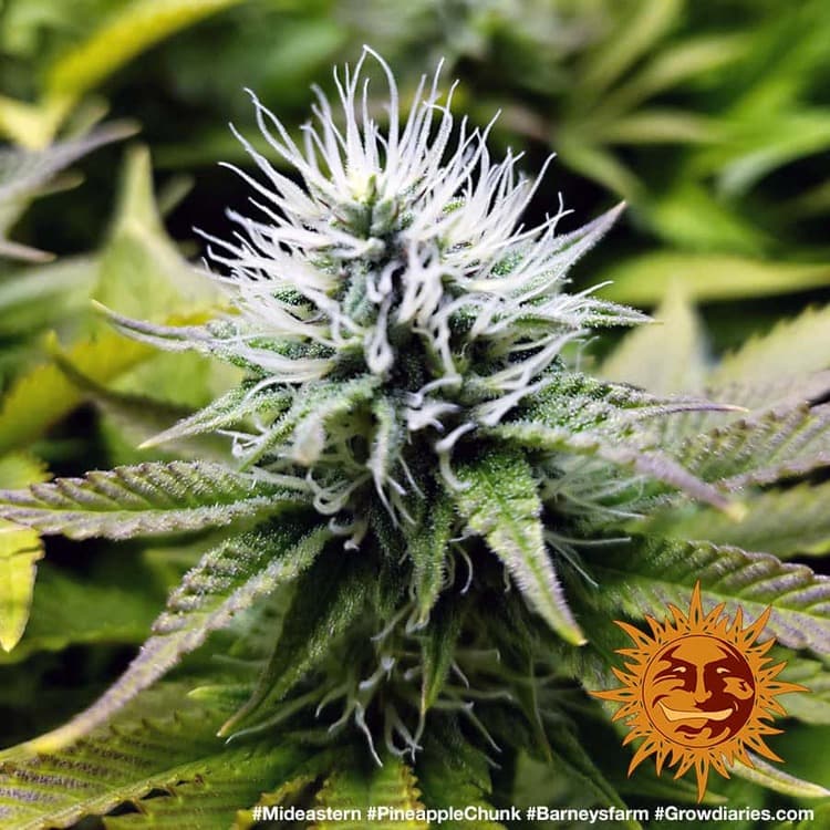 Pineapple Chunk