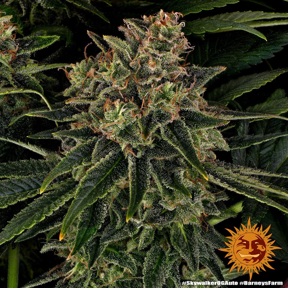 Cannabis der Sorte Skywalker OG Auto