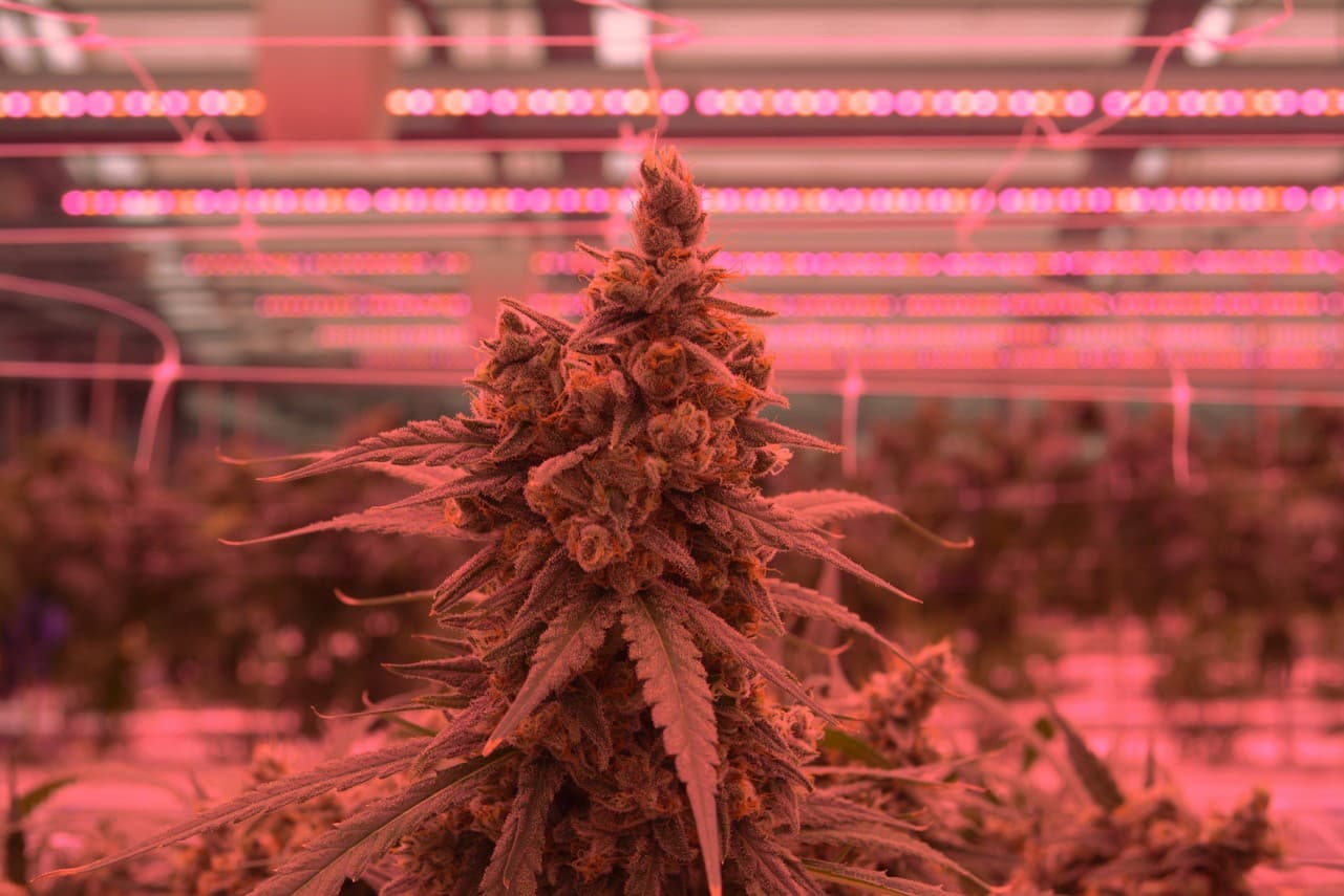 Jetzt neu: Skyflow Ghost – exklusive Eigenkreation von BeCherry