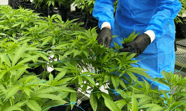 From Seed to Patient From Seed to Patient